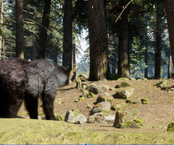 Bear in the Boreal Gallery