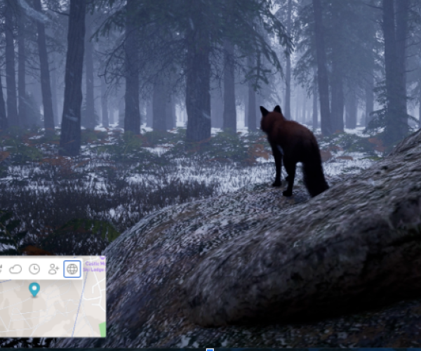 Bear in the Boreal Gallery