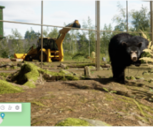 Bear in the Boreal Gallery