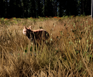 Bear in the Boreal Gallery