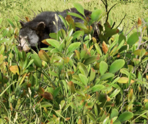Bear in the Boreal Gallery