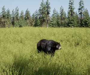 Bear in the Boreal Gallery