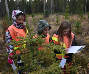 Crossley Forest Program