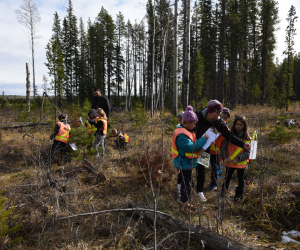 Crossley Forest Program