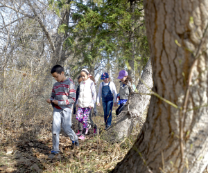Evergreen Forest Program