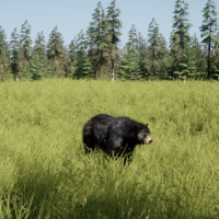 Forest Video Games